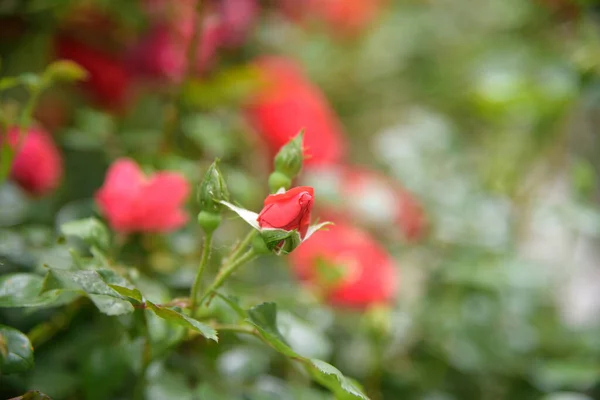 Closeup of rose bush flowers in summer garden during blossoming