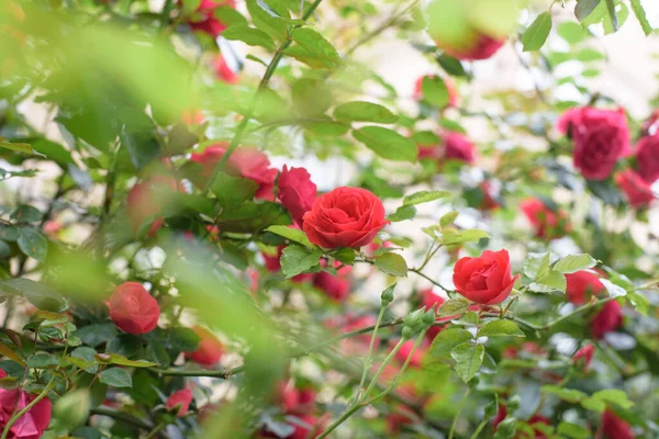 Closeup Rose Bush Flowers Summer Garden Blossoming — Stock Photo, Image