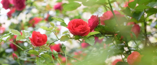 Closeup of rose bush flowers in summer garden during blossoming