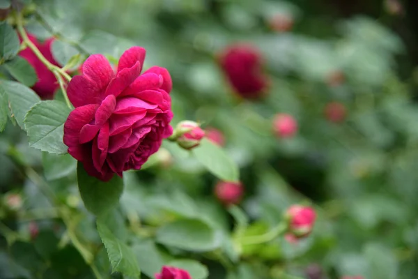 Närbild Ros Buske Blommor Sommar Trädgård Blomning — Stockfoto