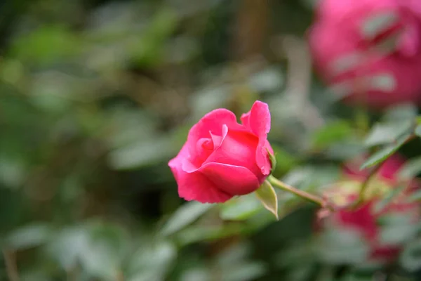 Closeup of rose bush flowers in summer garden during blossoming