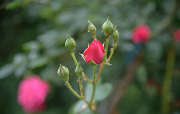 Lukking Rosebuskblomster Sommerhagen Blomstringen – stockfoto
