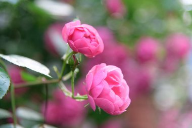 Yaz bahçesindeki güllerin yağmurdan sonra açtığı çiçeklere yakın çekim