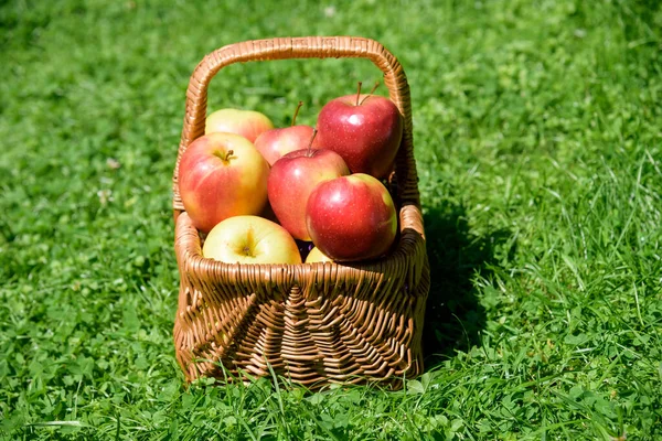 Basket with farmer apples on green grass background