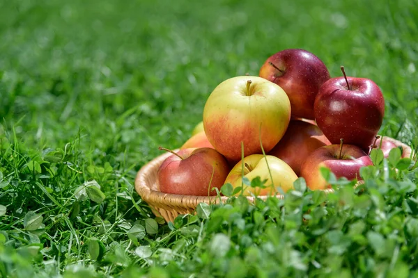 Basket with farmer apples on green grass background