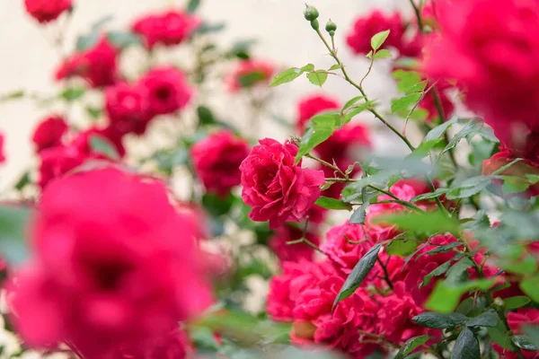 Closeup of rose bush flowers in summer garden during blossoming after rain