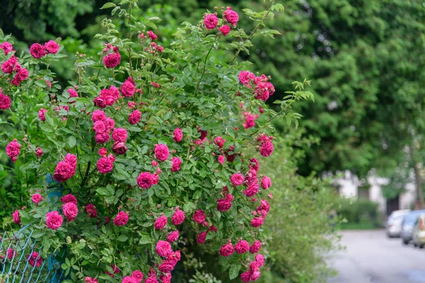 Closeup of rose bush flowers in summer garden during blossoming after rain