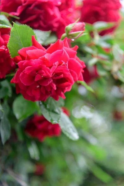 Closeup of rose bush flowers in summer garden during blossoming after rain