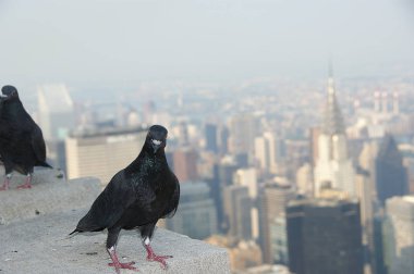 Manhattan, New York şehir kuş güvercin ile üzerinde manzarası üzerinden görüntüleyin. Güvercin ile New York cityscape içinde belgili tanımlık geçmiş. Gökdelenin çatısında güvercin.