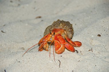 Strawberry Land Hermit Crab (Coenobita perlatus) on sand. clipart