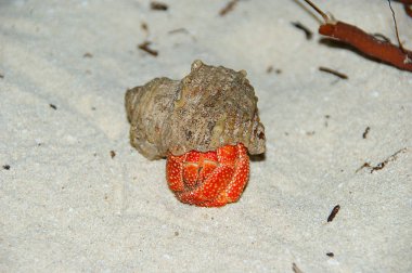 Strawberry Land Hermit Crab (Coenobita perlatus) on sand. clipart
