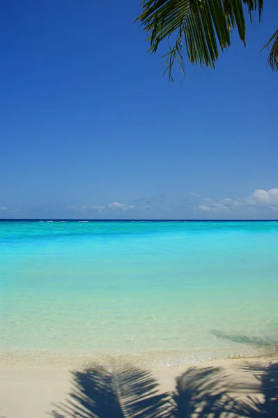 島の楽園のターコイズ ブルーの海と白い砂浜の上にぶら下がってのヤシの木 ヤシの木がビーチに張り出した モルディブの美しい青い海 — ストック写真
