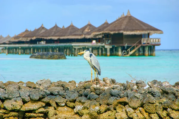 Gråhäger Ardea Cinera Stående Strand Maldiverna Vatten Bungalow Hyddor Bakgrunden — Stockfoto