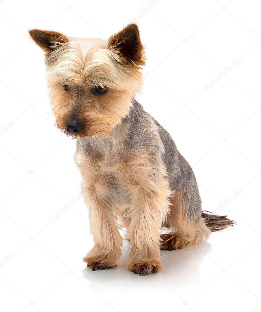 An adorable Australian silky terrier sitting against a white background with shadow reflection. Dog sitting on white underlay.