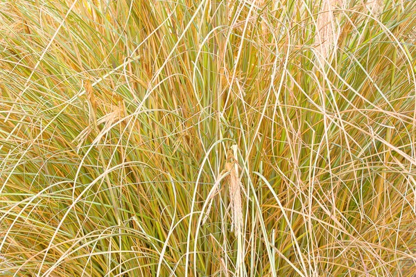 Reed Stjälkar Tapet Gräs Halm Bakgrund Gräs Nära Håll Textur — Stockfoto