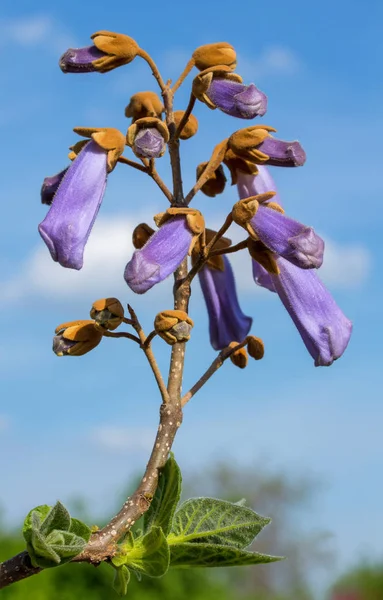 Fast growing tree Paulownia flower over blue sky with clouds. Paulownia tomentosa ornamental flowering tree, branches with green leaves, seeds and violet bell springtime inflorescence.