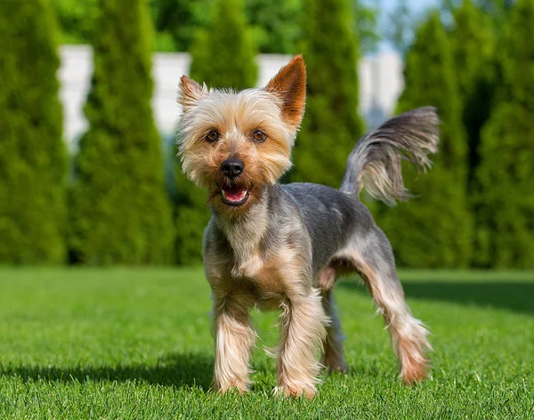 Bir çok güzel Avustralya ipek korkunç taze çim mowed sıcak yaz güneşli bir günde poz. Köpek ayakta taze kesme komutu için bekleyen çimenlerin üzerinde.