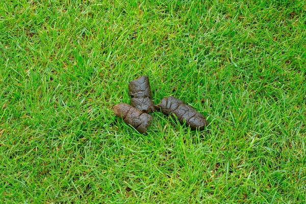Dog\'s excrement in green grass. Dog poo or poop on lawn. Dog shit in public park.