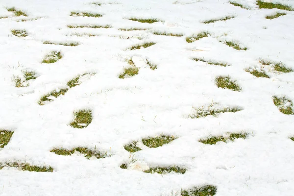 Footsteps in snow on green yellow grass. Ground covered with fresh snow and a print of human footsteps. Snow texture. White winter wallpaper.