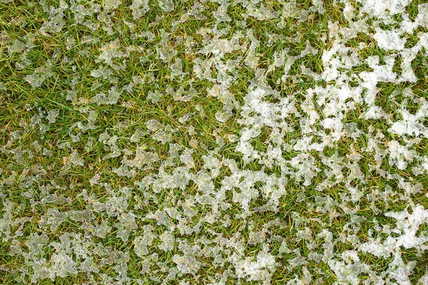Mid-high lawn with melting snow texture. Park lawn texture. Top view, overhead shot. Grassplot surface backdrop. Divet underlay, decorative background. Green yellow lawn with melting snow desktop.