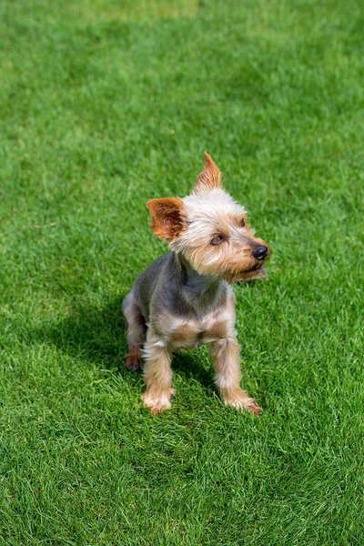 Adorable Australian Silky Terrier Posing Fresh Mowed Lawn Summer Day — Stock Photo, Image