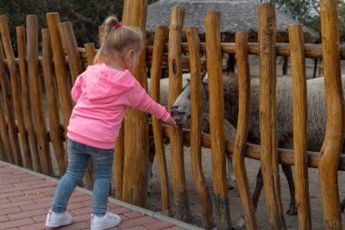 Soğuk bir sonbahar gününde çiftlikte hayvanları köpek mamasıyla besleyen sevimli genç bir kız. Güzel bayan çocuk çitin ötesindeki hayvanlara yemek veriyor. Küçük kız sonbahar günü sığır besliyor..