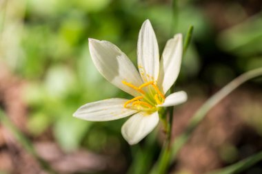 Açık beyaz çiçekler, kopya alanı.