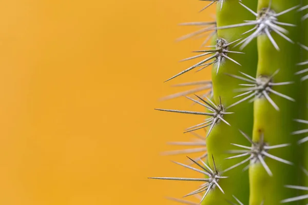 Cactus Verde Con Espinas Afiladas — Foto de Stock