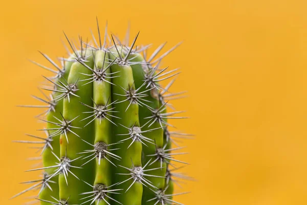 Cactus Verde Con Espinas Afiladas — Foto de Stock