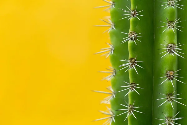 Cactus Verde Con Espinas Afiladas — Foto de Stock