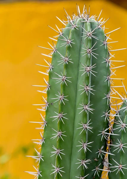 Cactus Verde Con Espinas Afiladas — Foto de Stock