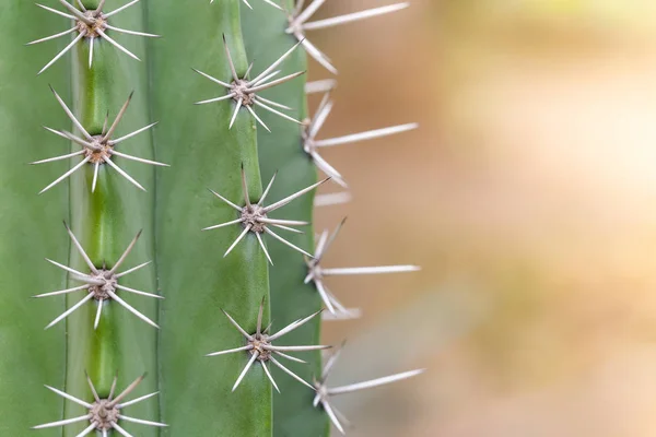 Cactus Verde Con Espinas Afiladas — Foto de Stock