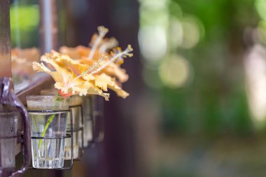 Doğada, kopya alanı güzel çiçekler.