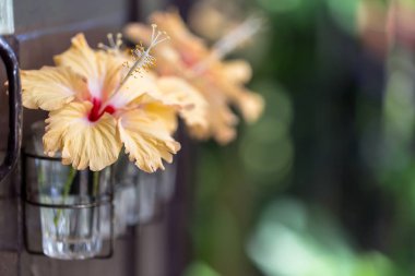 Doğada, kopya alanı güzel çiçekler.