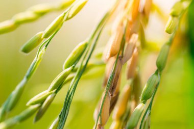 Pirinç çeltik alan Tayland, kopya alanı.