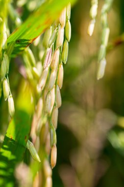 Pirinç çeltik alan Tayland, kopya alanı.