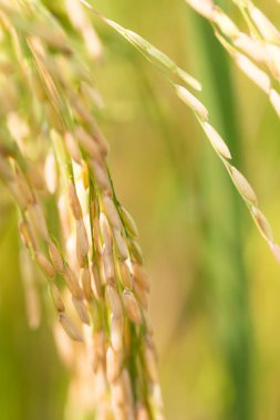 Pirinç çeltik alan Tayland, kopya alanı.