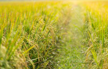Pirinç çeltik alan Tayland, kopya alanı.