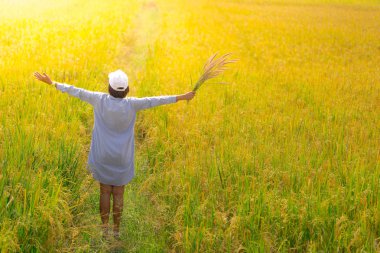 Pirinç çeltik alan Tayland, kopya alanı.