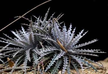 Kaktüs keskin dikenler, kopya alanı ile.