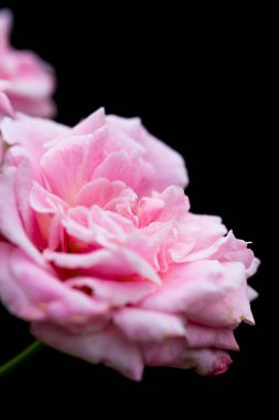 Gül bahçesinde siyah bir arka plan var.