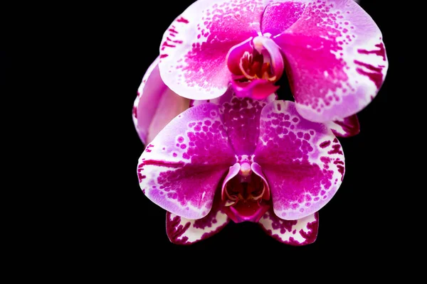 Orchideen Garten — Stockfoto