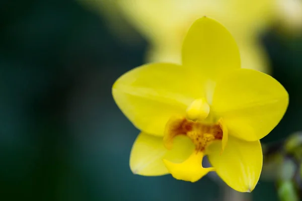 Orquídeas Jardim — Fotografia de Stock