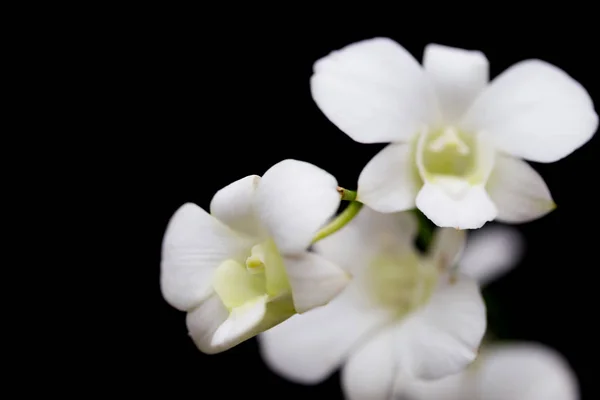 Орхидеи Саду — стоковое фото