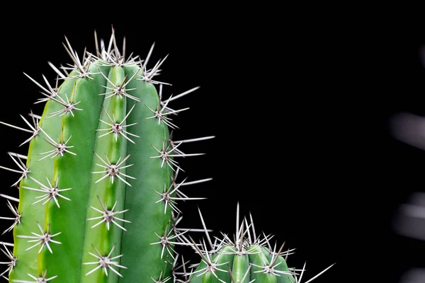 Cactus Con Espinas Afiladas Espacio Para Copiar — Foto de Stock