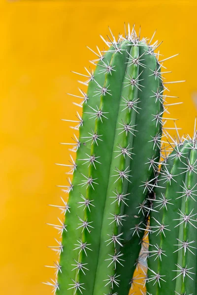 Cactus Con Espinas Afiladas Espacio Para Copiar — Foto de Stock
