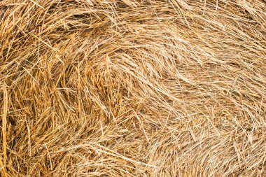 saman, saman dokusu kuru arkaplan, tasarım için vintage biçimi