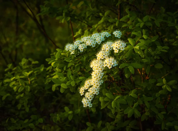 Vita Blommor Grön Bakgrund — Stockfoto