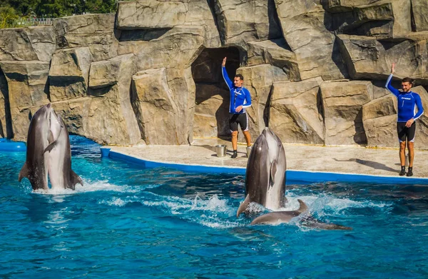 Batumi Georgia August 2018 Dolphin Show Local Dolphinarium — Stock Photo, Image