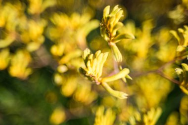 Kanguru çiçek arka plan pençe. Dar odak, sığ Dof